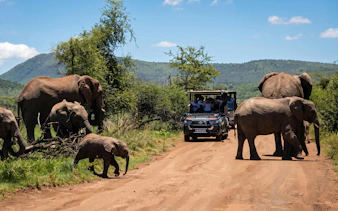 Elephants crossing dirt road near safari vehicle in Pilanesberg National Park.