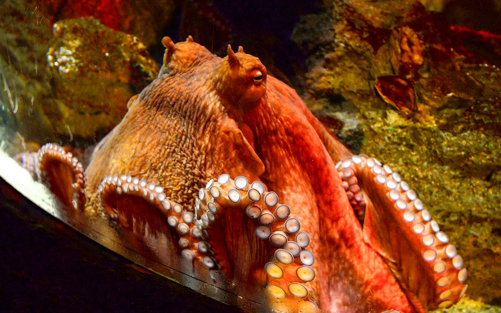 Giant Pacific octopus in Northern Pacific Gallery exhibit.