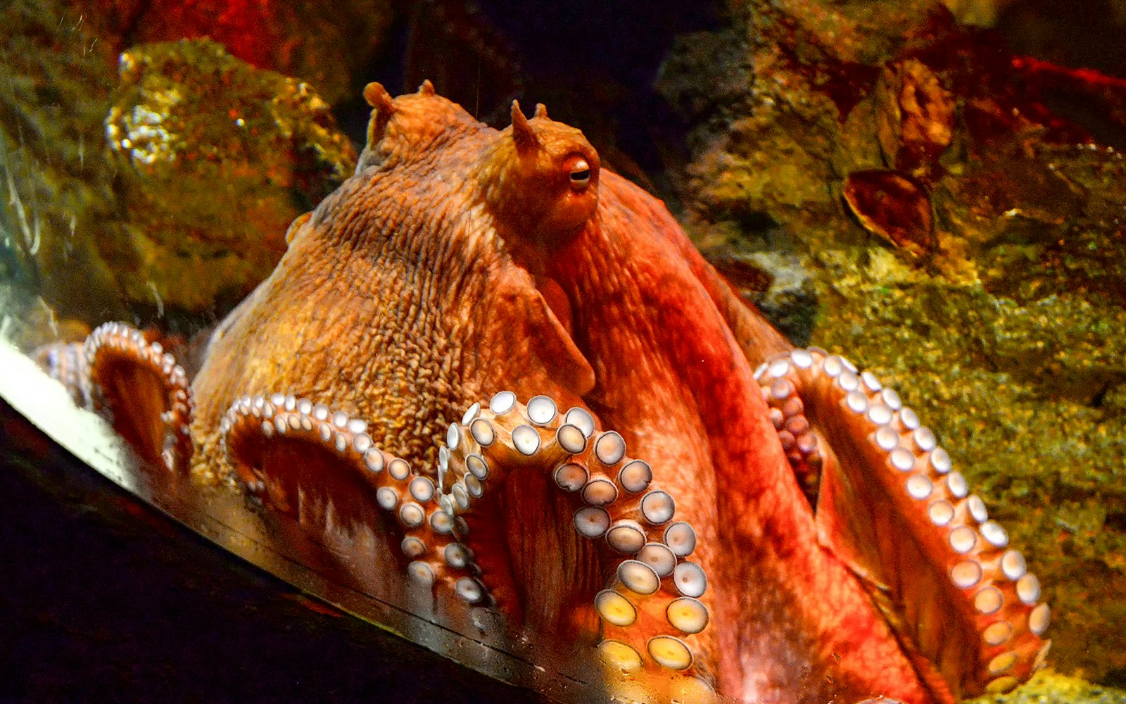 Giant Pacific octopus in Northern Pacific Gallery aquarium exhibit.