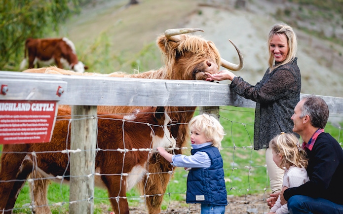 Tourists feeding Highland cattle at Walter Peak High Country Farm.
