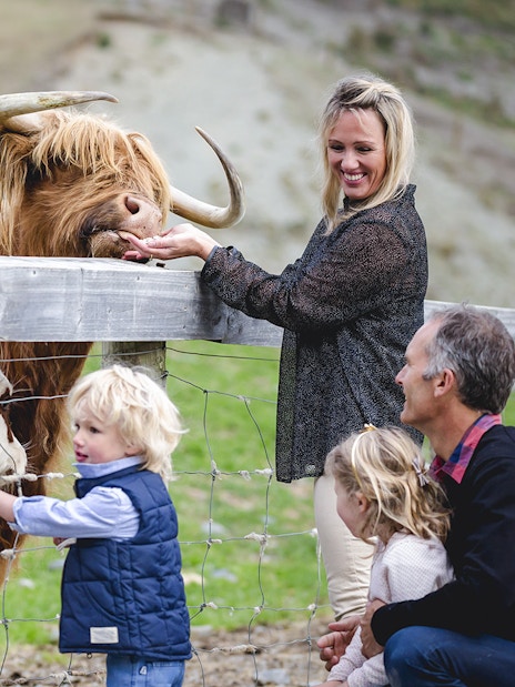 Tourists feeding Highland cattle at Walter Peak High Country Farm.