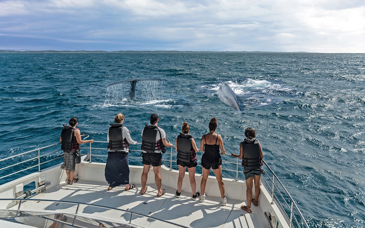 Tourists on a boat watching whales in the sea near Genoa.