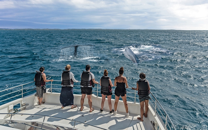 Tourists on a boat watching whales in the sea near Genoa.