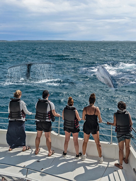 Tourists on a boat watching whales in the sea near Genoa.