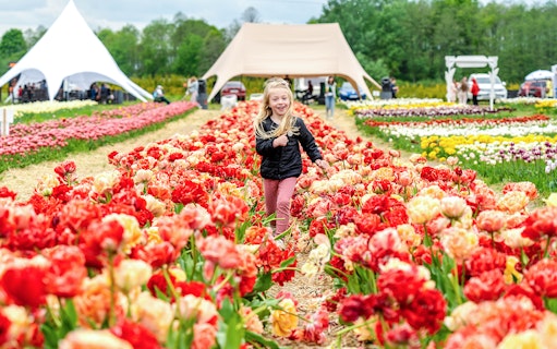 Child running through tulip fields at Keukenhof Gardens, Netherlands.