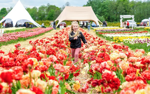 Child running through tulip fields at Keukenhof Gardens, Netherlands.