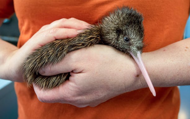 Kiwi hatchling held gently in hands, showcasing its long beak and soft feathers.