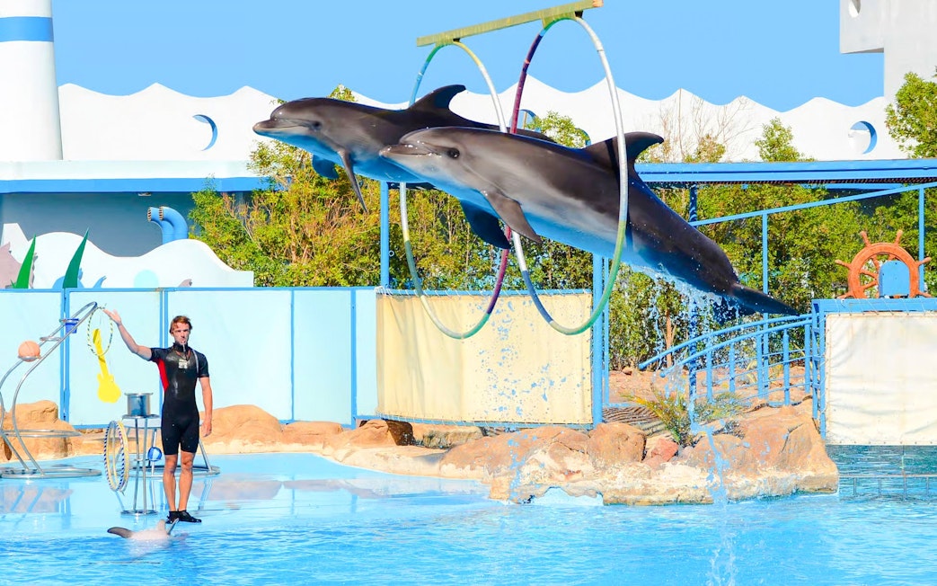 Dolphins jumping through hoops at a show in Hurghada.