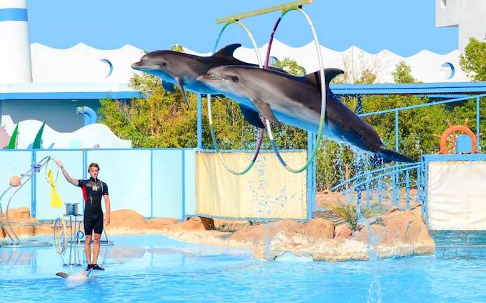 Dolphins jumping through hoops at a show in Hurghada.