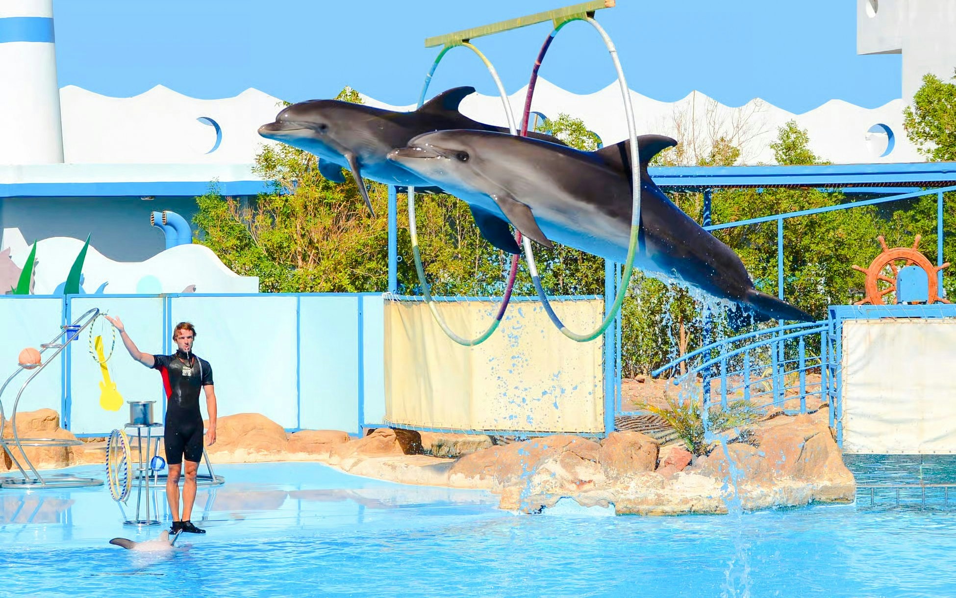 Dolphins jumping through hoops at a show in Hurghada.