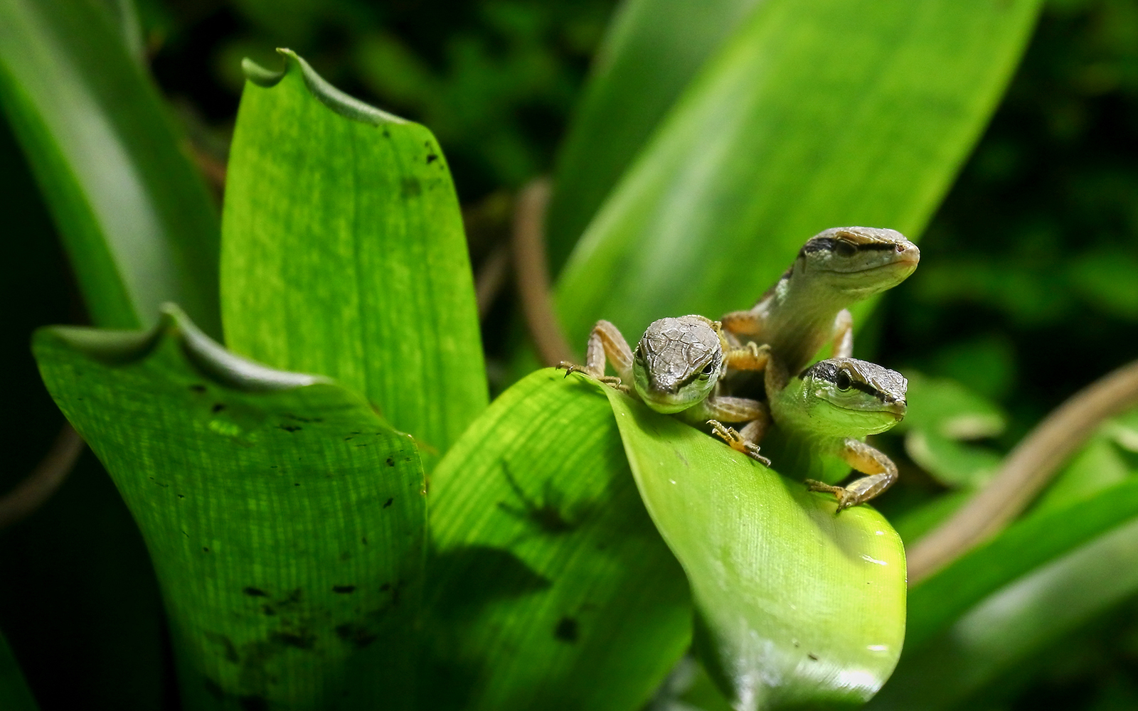 Three lizards on green leaves at Nausicaá aquarium.