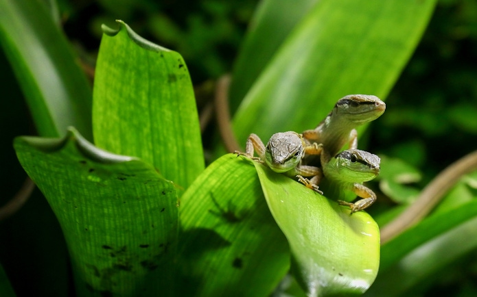 Three lizards on green leaves at Nausicaá aquarium.