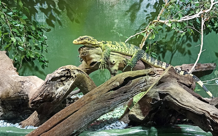 Lizard resting on a branch at Rome Bioparco.