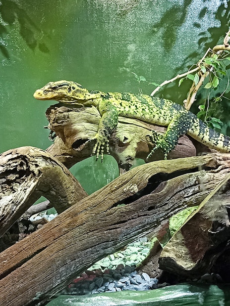Lizard resting on a branch at Rome Bioparco.