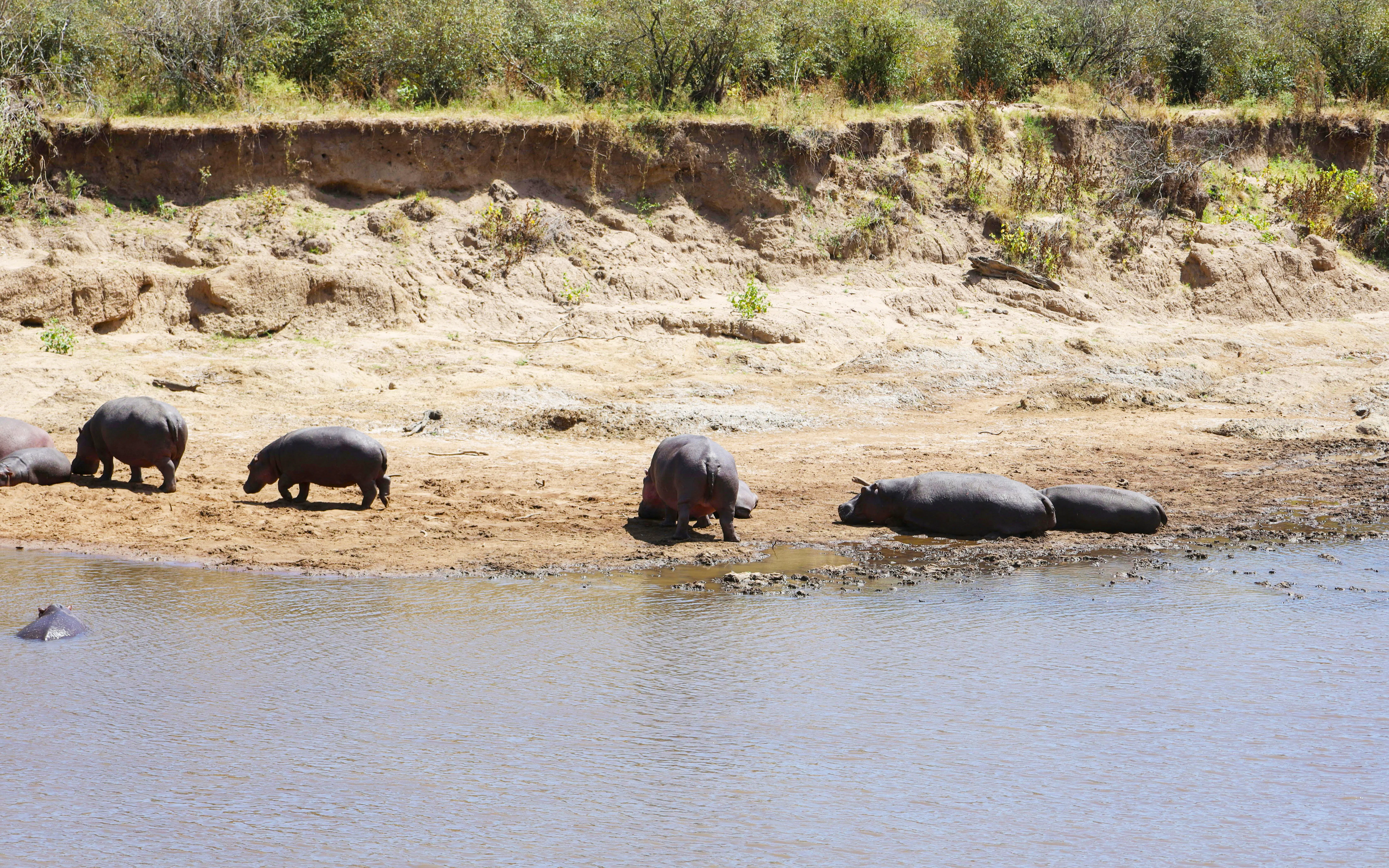 Hippopotamuses resting near Mara River at Masai Mara Safari.