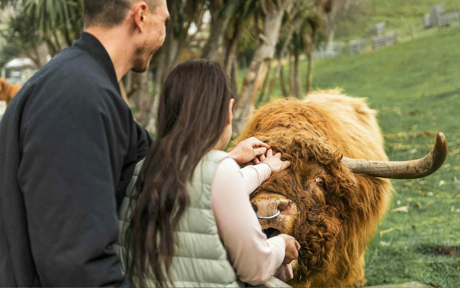Two people petting Highland cows at Walter Peak Farm, Queenstown, New Zealand.