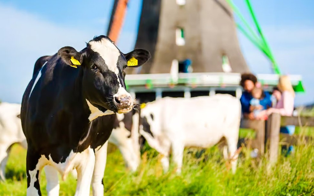 Cow grazing near a windmill in Volendam with people in the background.