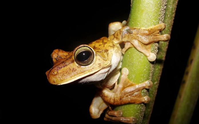 Tree frog on a branch during Jungle Night Walk in Manuel Antonio.