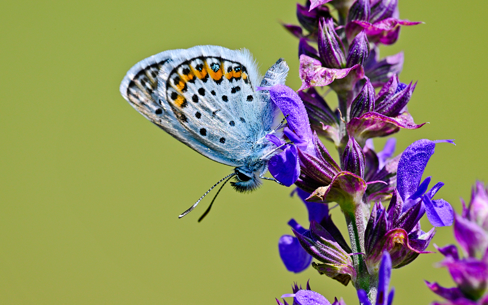 Butterfly perched on a Salvia transsylvanica flower.