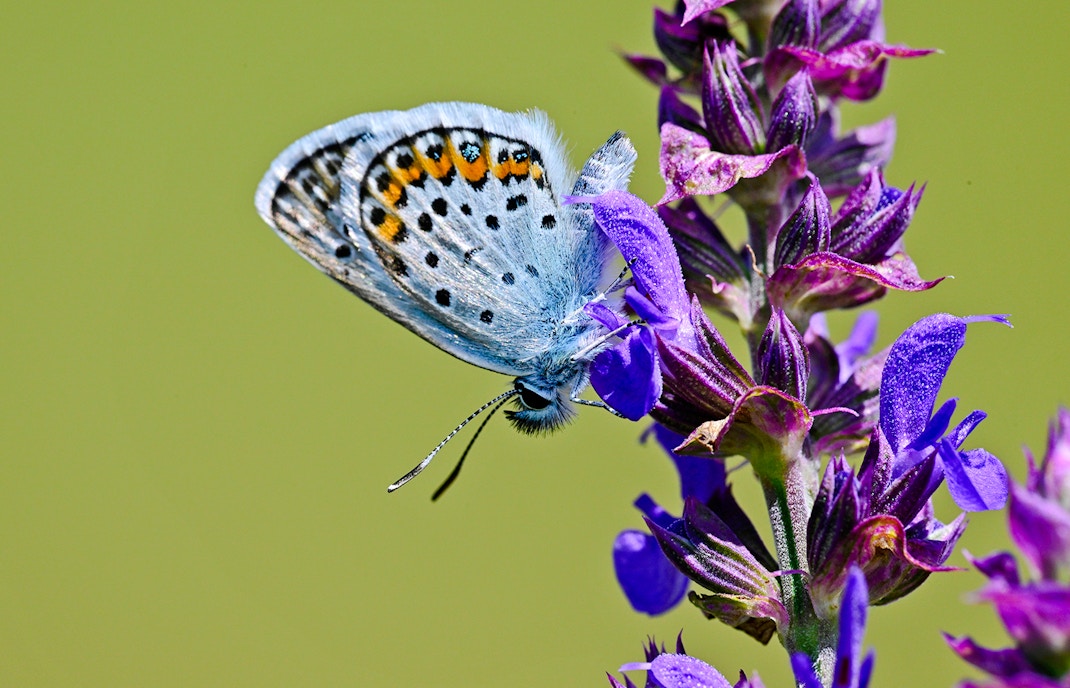Butterfly perched on a Salvia transsylvanica flower.