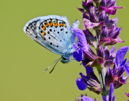 Butterfly perched on a Salvia transsylvanica flower.