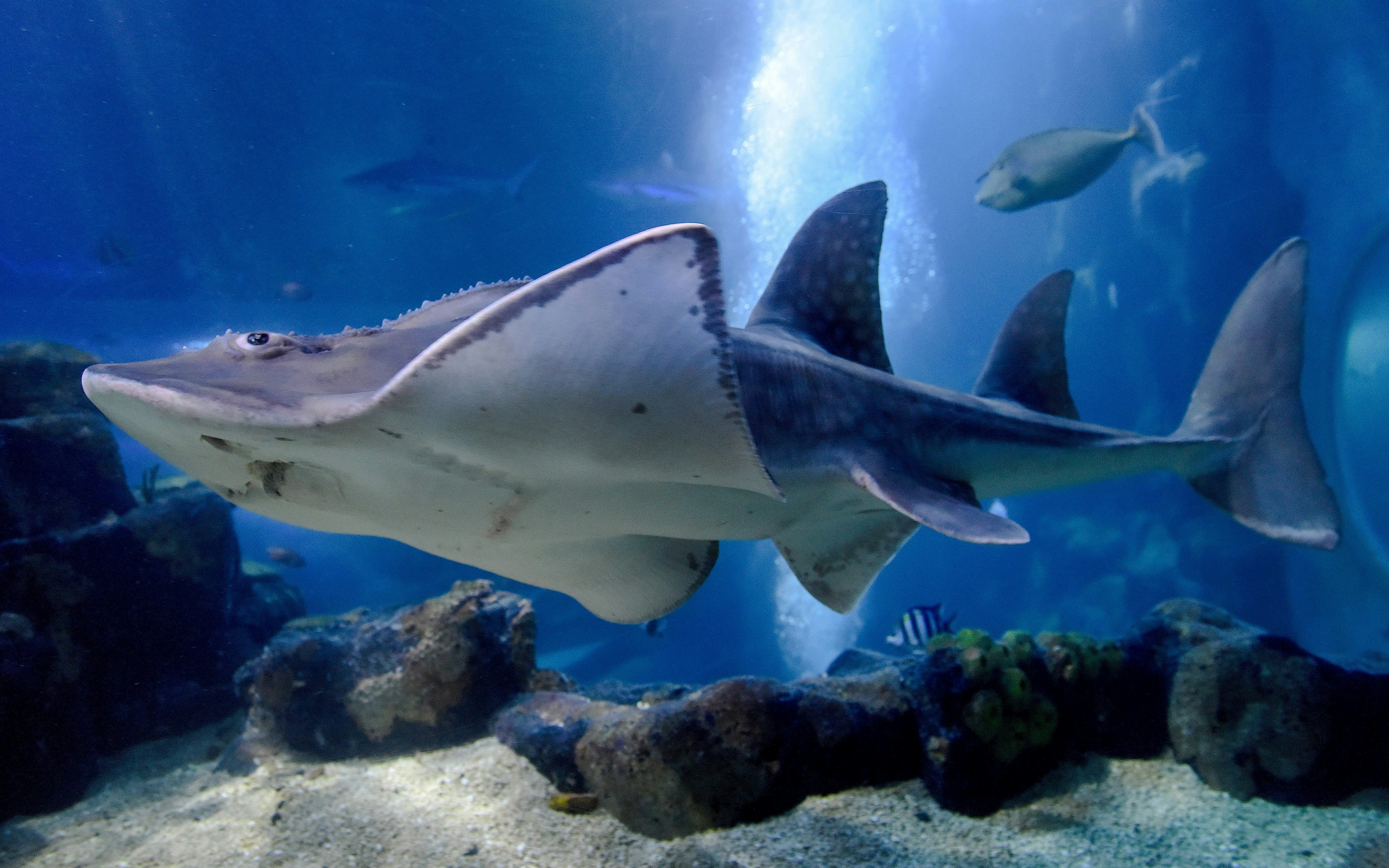 Shark ray swimming in an aquarium at SEA LIFE Birmingham.