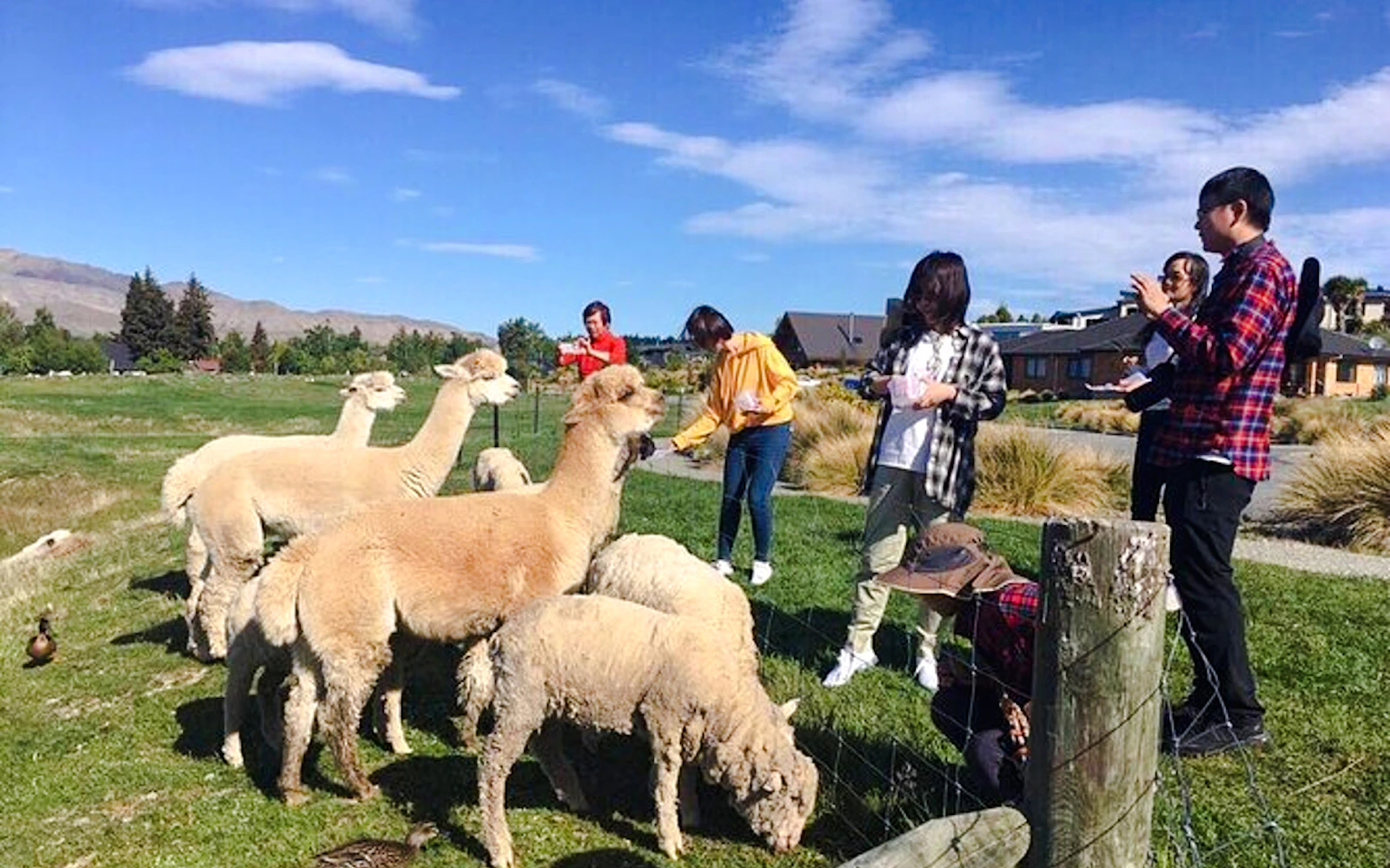 From Christchurch: Lake Tekapo Day Trip with Petting Zoo Entry Image 5