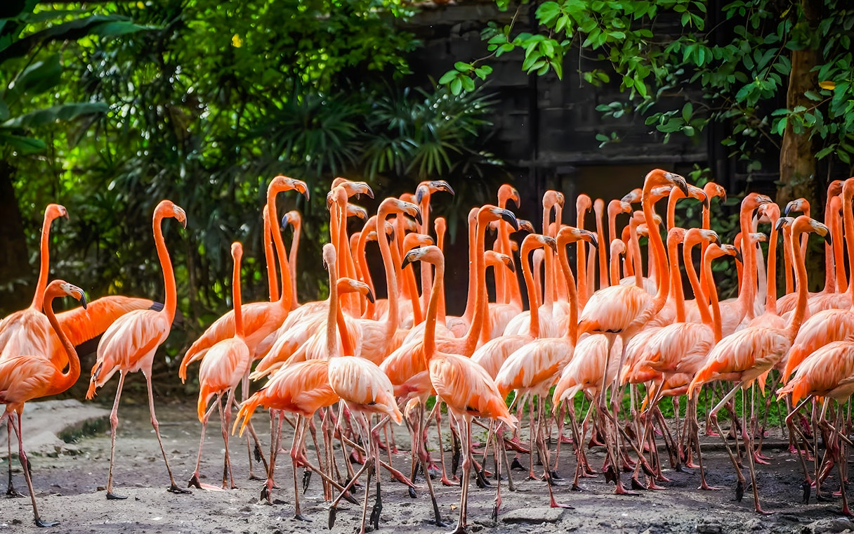 Flamingoes gathered at Safari World amidst lush greenery.