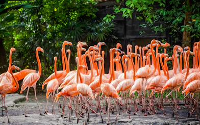 Flamingoes gathered at Safari World amidst lush greenery.