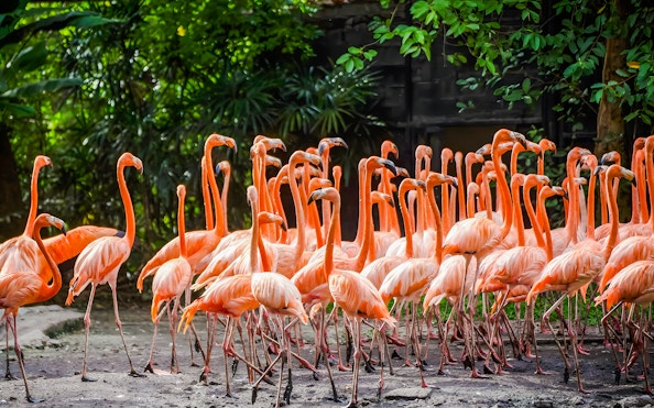 Flamingoes gathered at Safari World amidst lush greenery.