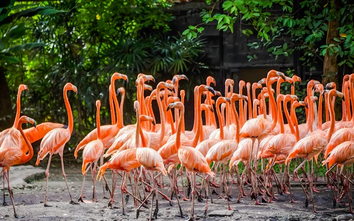 Flamingoes gathered at Safari World amidst lush greenery.