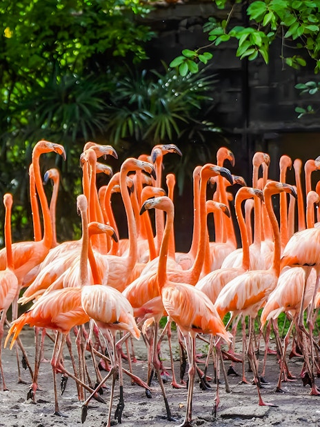 Flamingoes gathered at Safari World amidst lush greenery.
