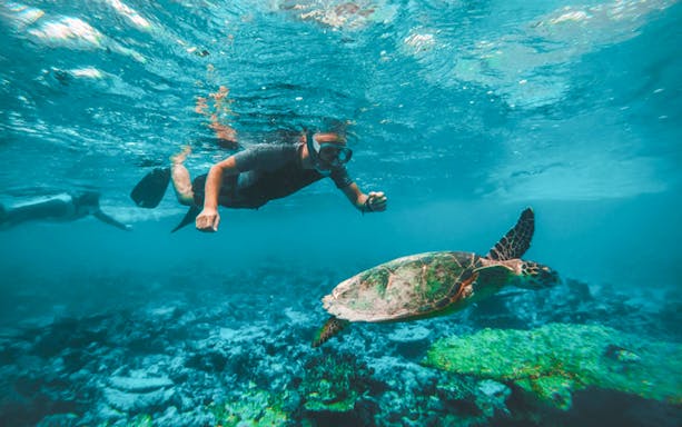 Snorkeler swimming near a sea turtle in Fujairah waters.