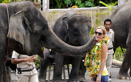 Elephant interacting with a visitor at Bali Safari & Marine Park.