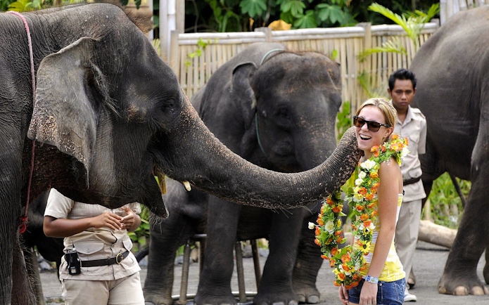 Elephant interacting with a visitor at Bali Safari & Marine Park.