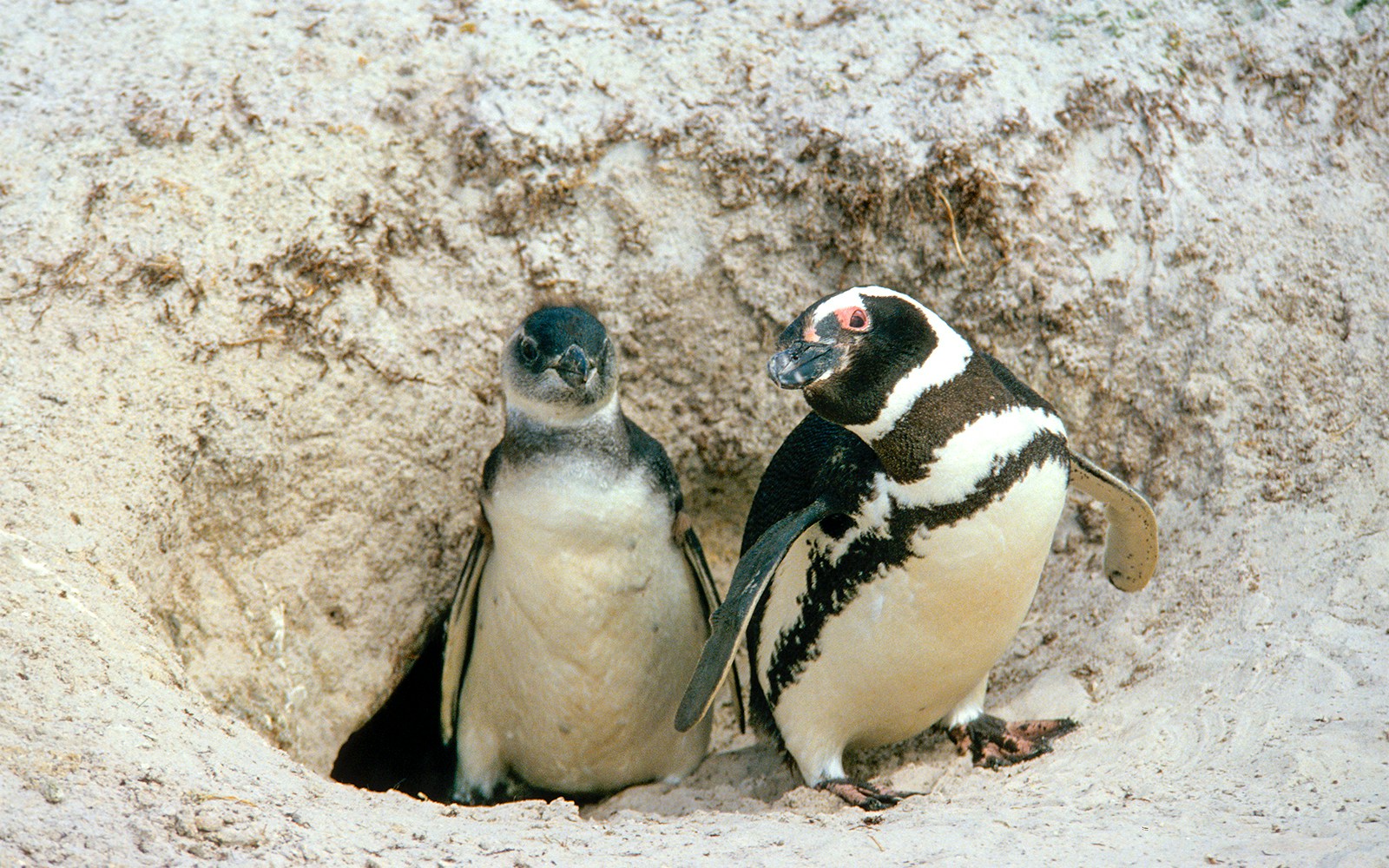 Penguins in icy habitat at Genoa Aquarium's Kingdom of Ice exhibit, Italy.