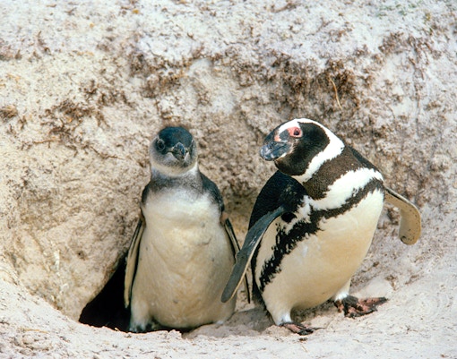 Genoa Aquarium - The Kingdom of Ice