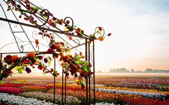 Tulip fields at sunset with floral arch at Tulip Experience Amsterdam.