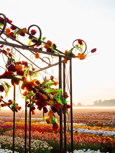 Tulip fields at sunset with floral arch at Tulip Experience Amsterdam.