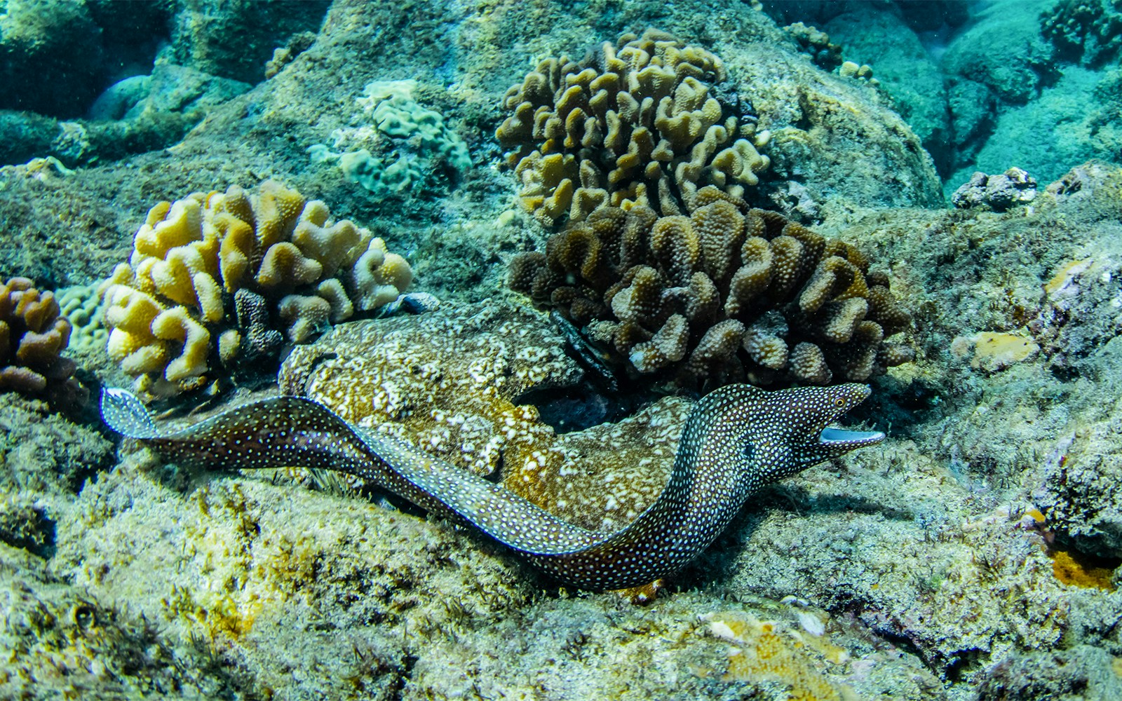 Eel swimming among coral reefs during Luxury West Snorkel Sail Tour in Maui, Hawaii.