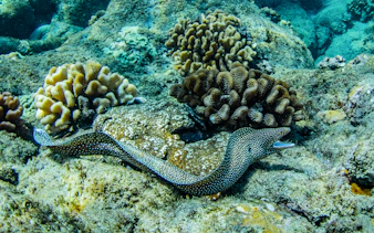 Eel swimming among coral reefs during Luxury West Snorkel Sail Tour in Maui, Hawaii.