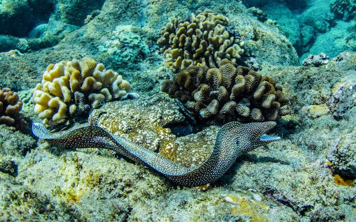 Eel swimming among coral reefs during Luxury West Snorkel Sail Tour in Maui, Hawaii.