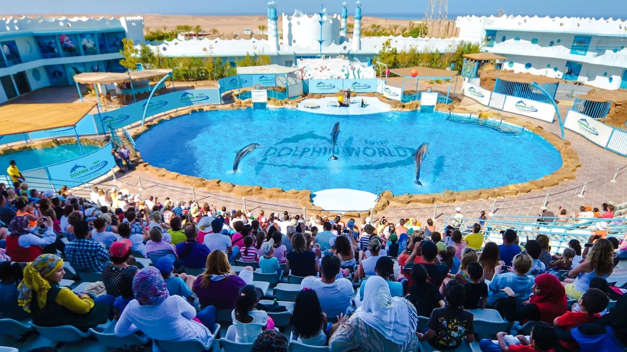 Dolphin show at Dolphin World in Hurghada with audience watching.