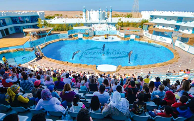 Dolphin show at Dolphin World in Hurghada with audience watching.