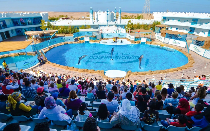 Dolphin show at Dolphin World in Hurghada with audience watching.