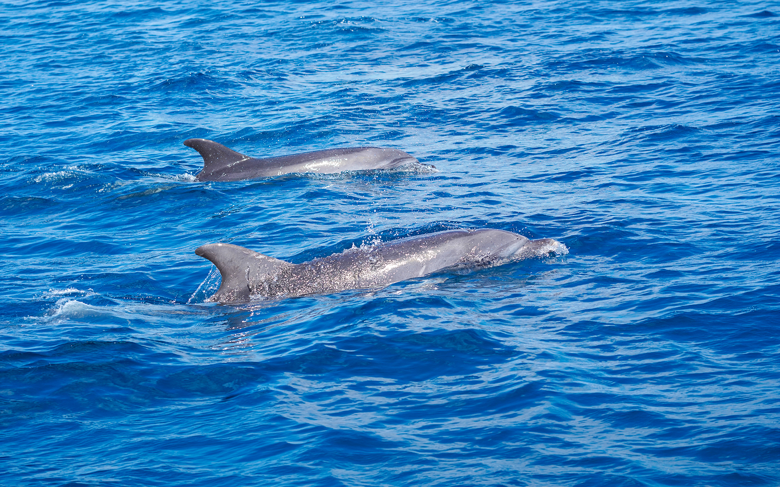 Bottlenose dolphins swimming in the ocean during a Gran Canaria sunset cruise.