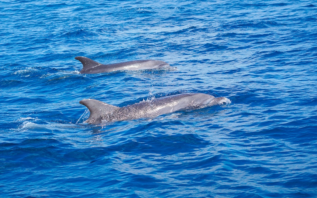 Bottlenose dolphins swimming in the ocean during a Gran Canaria sunset cruise.