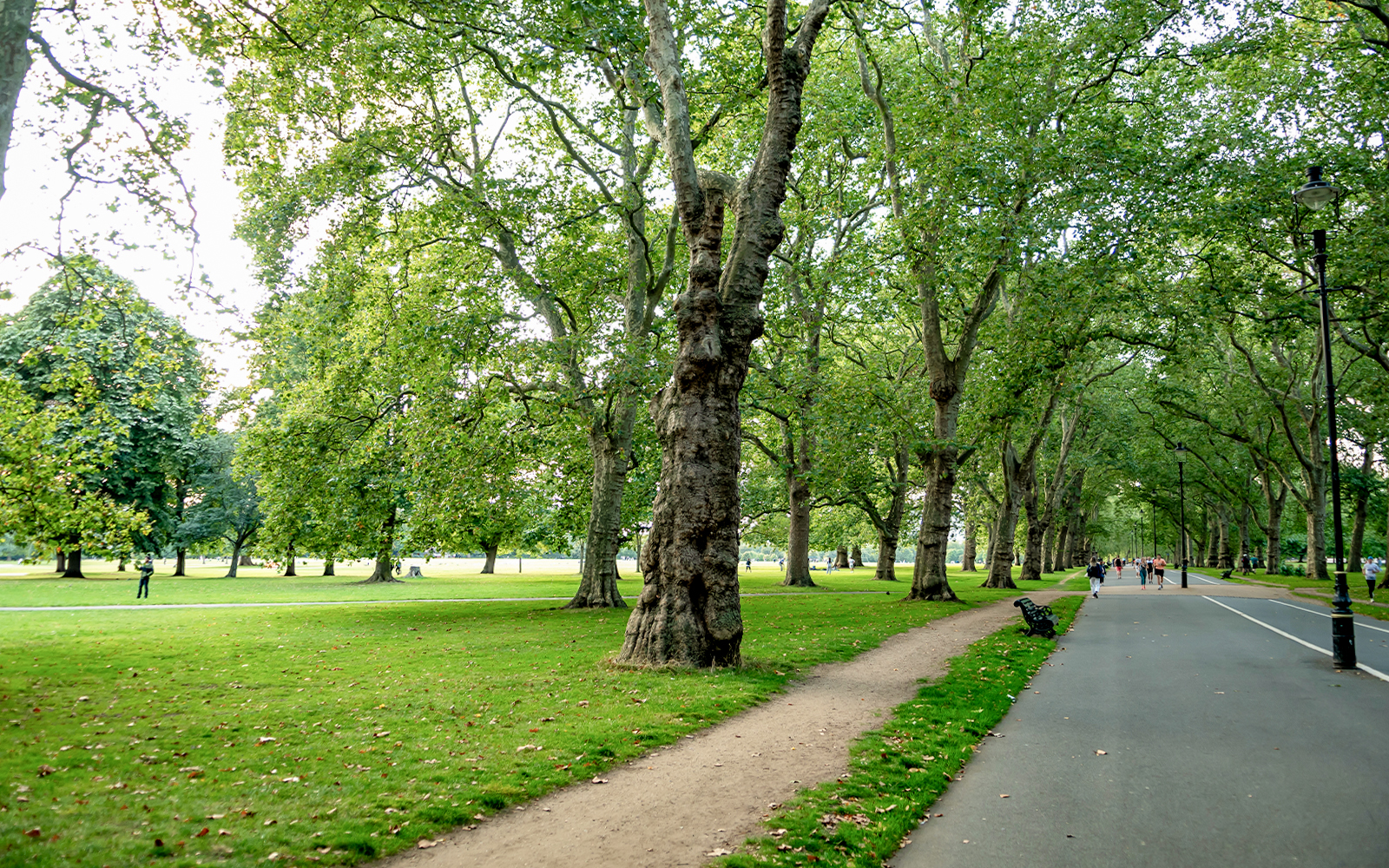 Hyde Park walking path lined with trees in London.