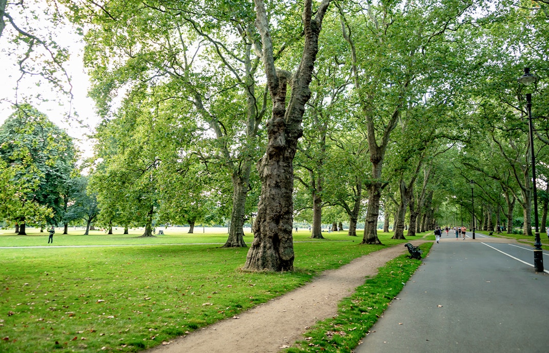 Hyde Park walking path lined with trees in London.