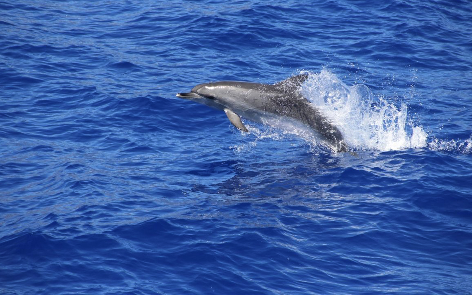 Dolphin leaping from the ocean during Funchal whale and dolphin watching tour.